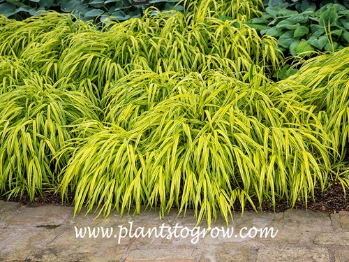 Gold Striped Hakone Grass (Hakonechloa macra aureola)